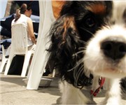 Photo of Barking Dog Luncheonette - New York, NY - New York, NY